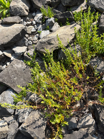 Zurich, Switzerland, June 16, 2025 Veronica Fruticulosa plant at the botanical garden