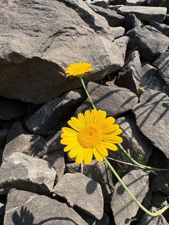 Zurich, Switzerland, June 16, 2025 Linum Alpinum or alpine flax plant at the botanical garden
