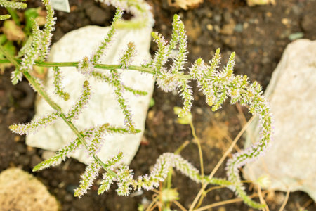 Saint Gallen, Switzerland, July 22, 2025 Limonium Suworowii or russian statice plant at the botanical gardenの写真素材