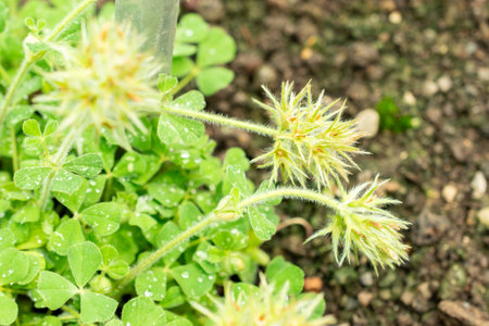 Saint Gallen, Switzerland, July 22, 2025 Trifolium Stellatum or star clover plant at the botanical gardenの写真素材