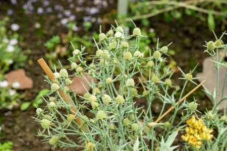Saint Gallen, Switzerland, July 22, 2025 Eryngium Corniculatum plant at the botanical gardenの写真素材