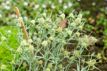 Saint Gallen, Switzerland, July 22, 2025 Eryngium Corniculatum plant at the botanical gardenの写真素材
