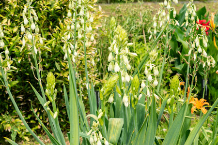 Saint Gallen, Switzerland, July 22, 2025 Ornithogalum Umbellatum or star of Bethlehem plant at the botanical gardenの写真素材