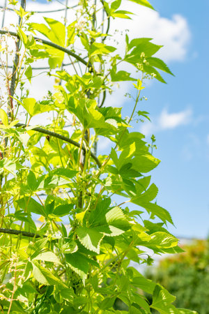 Saint Gallen, Switzerland, July 22, 2025 Humulus Scandens or japanese hops plant at the botanical...
