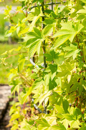 Saint Gallen, Switzerland, July 22, 2025 Humulus Scandens or japanese hops plant at the botanical...