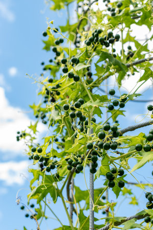 Saint Gallen, Switzerland, July 22, 2025 Bryonia Alba or wild hop plant at the botanical garden