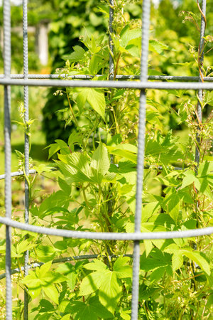 Saint Gallen, Switzerland, July 22, 2025 Humulus Scandens or japanese hops plant at the botanical...