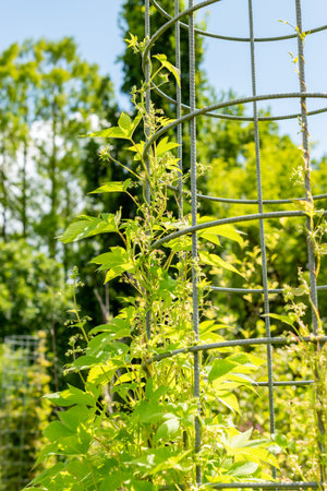 Saint Gallen, Switzerland, July 22, 2025 Humulus Scandens or japanese hops plant at the botanical...