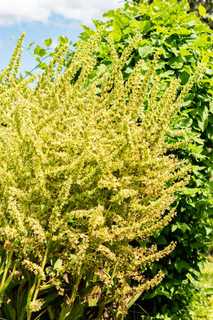 Saint Gallen, Switzerland, July 22, 2025 Veratrum Californicum or california corn lily plant at the...