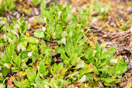 Saint Gallen, Switzerland, July 30, 2025 Dryas Octopetala or mountain avens plant at the botanical...
