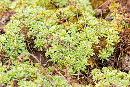 Saint Gallen, Switzerland, July 30, 2025 Saxifraga Marginata or kabschia Saxifraga plant at the...