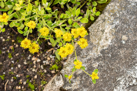 Saint Gallen, Switzerland, July 30, 2025 Eriogonum Flavum plant at the botanical garden