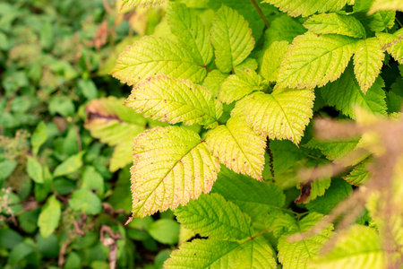 Saint Gallen, Switzerland, July 30, 2025 Aruncus Asiaticus or goats beard plant at the botanical...