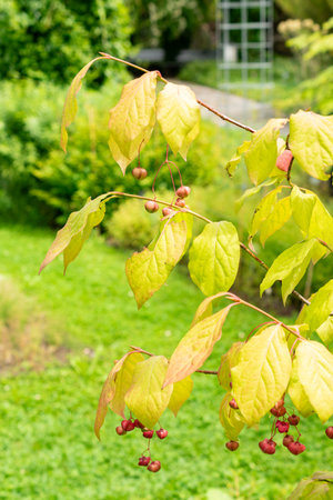 Saint Gallen, Switzerland, July 30, 2025 Euonymus Planipes or flat stalked spindle plant at the...