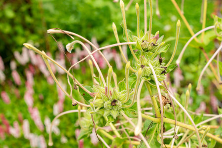 Saint Gallen, Switzerland, July 30, 2025 Mirabilis Longiflora or sweet four o'clock plant at the botanical gardenの写真素材