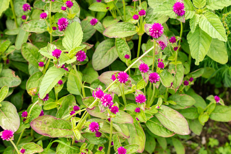 Saint Gallen, Switzerland, July 30, 2025 Gomphrena Globosa or globe amaranth plant at the botanical...