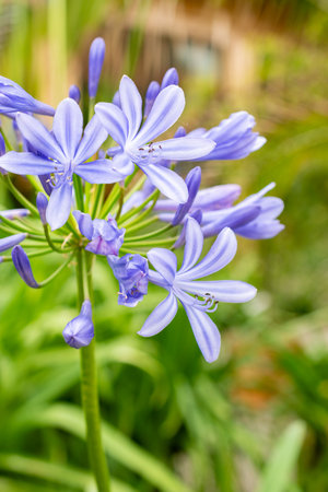 Saint Gallen, Switzerland, July 30, 2025 Agapanthus Africanus or african lily plant at the botanical gardenの写真素材