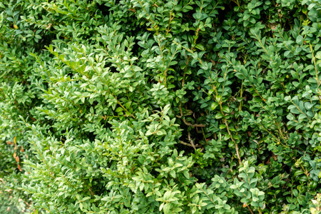 Saint Gallen, Switzerland, July 30, 2025 Buxus Sempervirens or european box plant at the botanical...