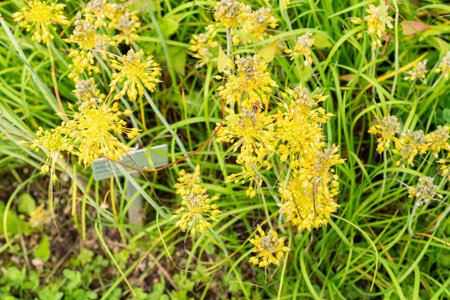 Saint Gallen, Switzerland, July 30, 2025 Allium Flavum or small yellow onion plant at the botanical gardenの写真素材