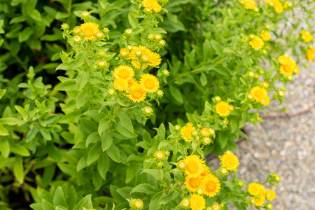 Saint Gallen, Switzerland, July 30, 2025 Inula Spiraeifolia plant at the botanical gardenの写真素材