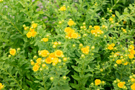 Saint Gallen, Switzerland, July 30, 2025 Inula Spiraeifolia plant at the botanical gardenの写真素材
