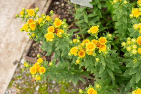 Saint Gallen, Switzerland, July 30, 2025 Inula Spiraeifolia plant at the botanical gardenの写真素材