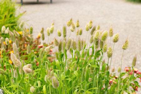 Saint Gallen, Switzerland, July 30, 2025 Lagurus Ovatus or hares tail plant at the botanical gardenの写真素材
