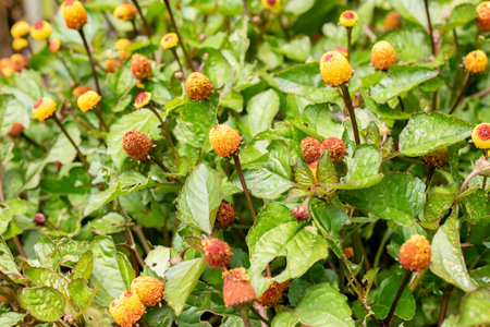 Saint Gallen, Switzerland, July 30, 2025 Spilanthes Oleracea or electric daisy plant at the botanical gardenの写真素材