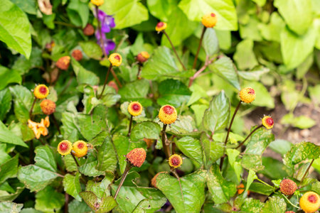 Saint Gallen, Switzerland, July 30, 2025 Spilanthes Oleracea or electric daisy plant at the botanical gardenの写真素材