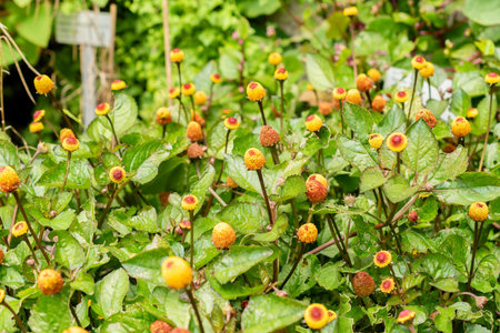 Saint Gallen, Switzerland, July 30, 2025 Spilanthes Oleracea or electric daisy plant at the botanical gardenの写真素材