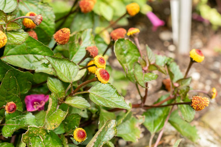 Saint Gallen, Switzerland, July 30, 2025 Spilanthes Oleracea or electric daisy plant at the botanical gardenの写真素材