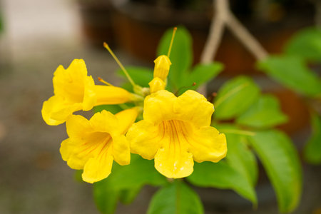 Saint Gallen, Switzerland, July 30, 2025 Tecoma Stans or yellow trumpet bush plant at the botanical gardenの写真素材