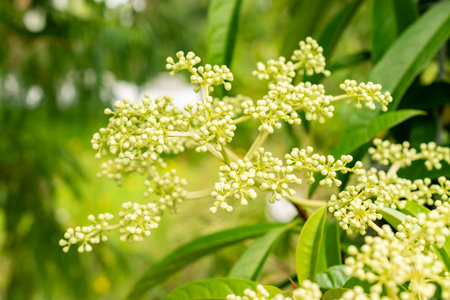 Saint Gallen, Switzerland, July 30, 2025 Pileostegia Viburnoides plant at the botanical gardenの写真素材