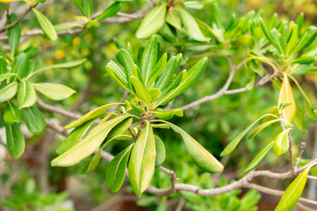 Saint Gallen, Switzerland, July 30, 2025 Pittosporum Tobira or laurel plant at the botanical garden