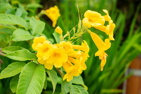 Saint Gallen, Switzerland, July 30, 2025 Tecoma Stans or yellow trumpet bush plant at the botanical...