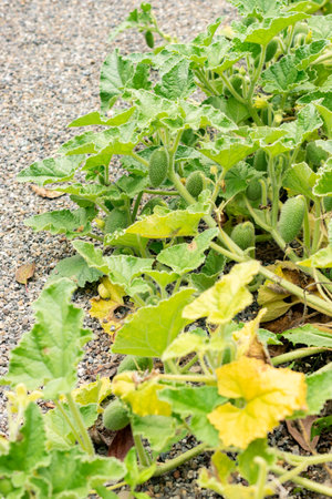 Saint Gallen, Switzerland, July 30, 2025 Ecballium Elaterium or exploding cucumber plant at the botanical gardenの写真素材
