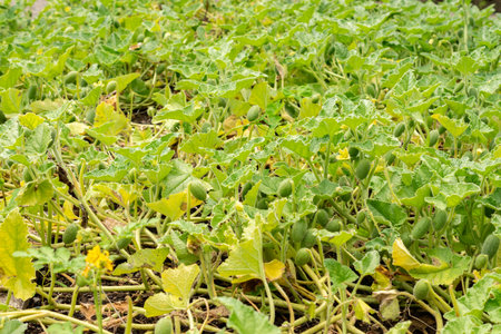 Saint Gallen, Switzerland, July 30, 2025 Plant at the botanical gardenの写真素材