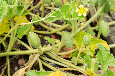 Saint Gallen, Switzerland, July 30, 2025 Ecballium Elaterium or exploding cucumber plant at the botanical gardenの写真素材