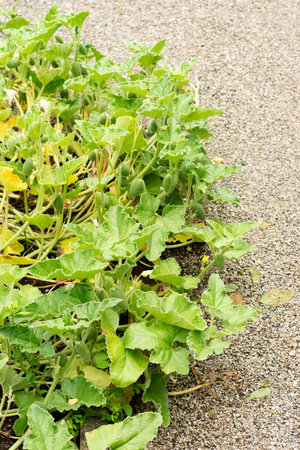Saint Gallen, Switzerland, July 30, 2025 Ecballium Elaterium or exploding cucumber plant at the...