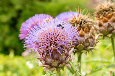 Saint Gallen, Switzerland, July 30, 2025 Cynara Scolymus or artichoke plant at the botanical gardenの写真素材