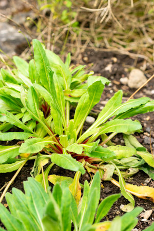 Saint Gallen, Switzerland, July 30, 2025 Androsace Strigillosa plant at the botanical gardenの写真素材