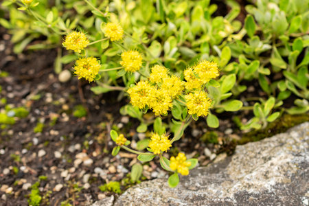Saint Gallen, Switzerland, July 30, 2025 Eriogonum Flavum plant at the botanical garden