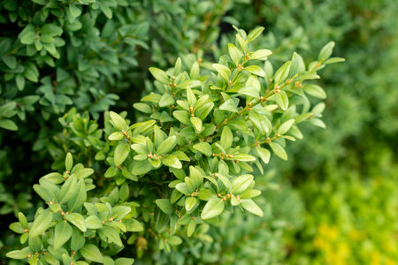 Saint Gallen, Switzerland, July 30, 2025 Buxus Sempervirens or european box plant at the botanical gardenの写真素材