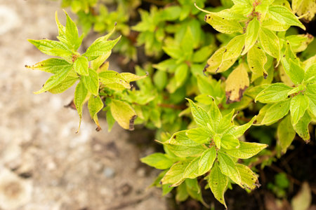 Saint Gallen, Switzerland, July 30, 2025 Parietaria Officinalis or lichwort plant at the botanical gardenの写真素材