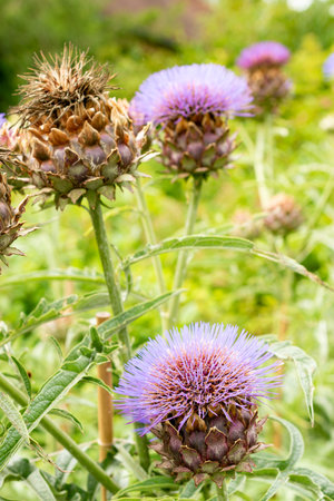 Saint Gallen, Switzerland, July 30, 2025 Cynara Scolymus or artichoke plant at the botanical gardenの写真素材