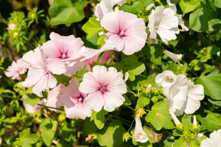 Zurich, Switzerland, August 6, 2025 Malva Trimestris Mont Blanc or royal mallow plant at the...