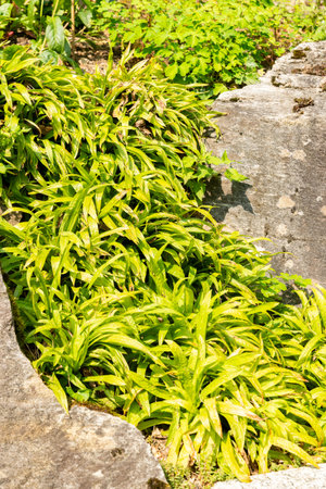 Zurich, Switzerland, August 6, 2025 Carex Plantaginea or seersucker sedge plant at the botanical...