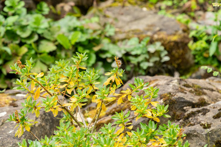 Zurich, Switzerland, August 6, 2025 Rhododendron Hirsutum or hairy alpenrose plant at the botanical...