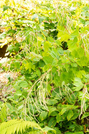 Zurich, Switzerland, August 6, 2025 Boehmeria Japonica plant at the botanical garden