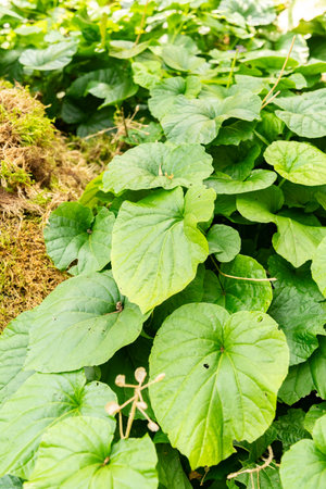 Zurich, Switzerland, August 6, 2025 Pachyphragma Macrophyllum plant at the botanical garden
